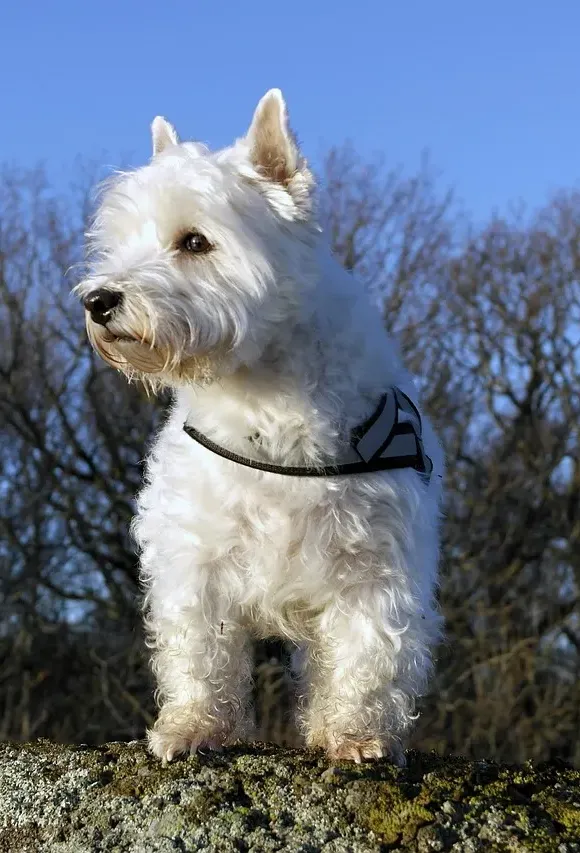 Pedigree-of-Chaulait's Saving Grace