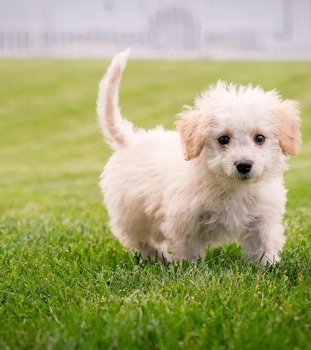 puppy 1, apr 27 cropped