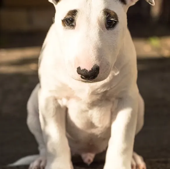 spot, head shot