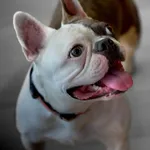 puppy, gracie 1