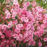oleander