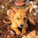 puppy, gracie 2, cropped