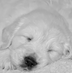puppy 3c cropped