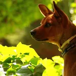 puppy, jewel 1, cropped
