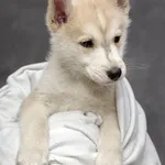 puppy, maestro 1, cropped