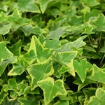 english ivy