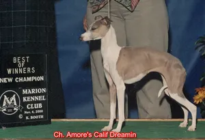 CH Amore's Calif Dreamin'