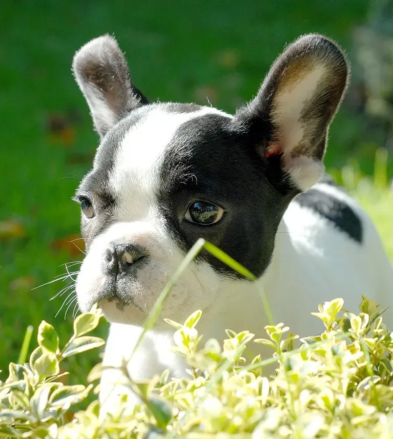 pedigree of amore's splendor in the grass, cropped