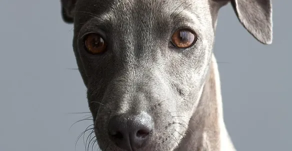 Stud Dog X