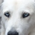 Blue with White