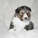 cosmo front 1 wk