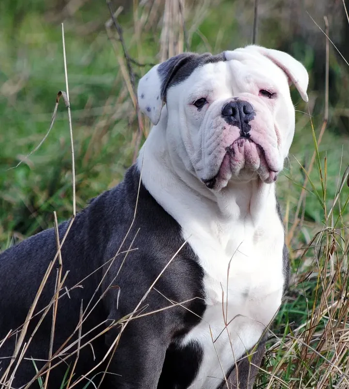 pedigree of amore's rebel without a cause, cropped