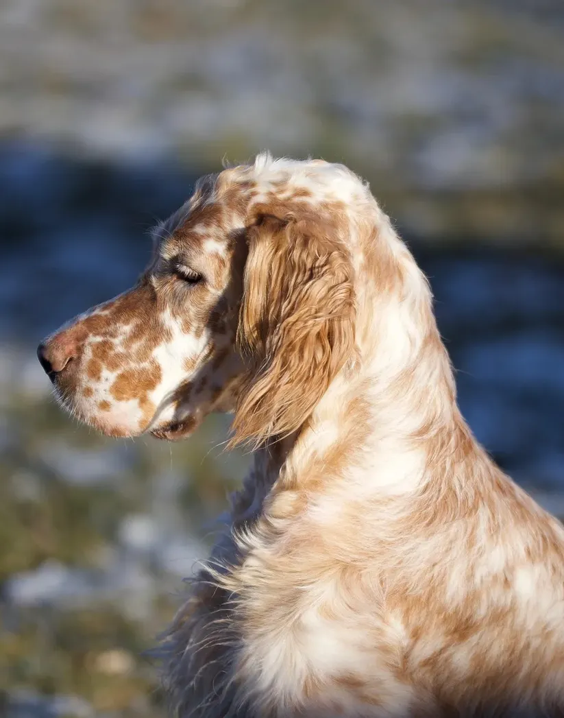 Pedigree of Chaulait's By The Grace Of  Rebel cropped