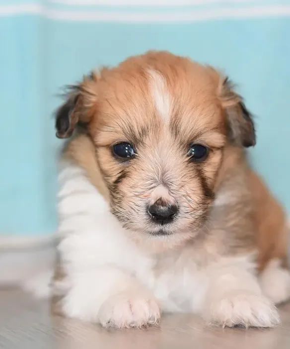 puppy 1, apr 17 cropped