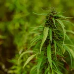 marijuana