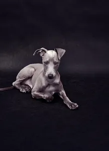 pups, mar 8