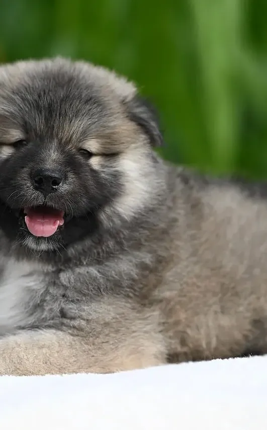 Pedigree of Cinder X Keke, cropped