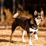 Black and Tan