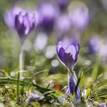 crocus