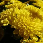 chrysanthemums