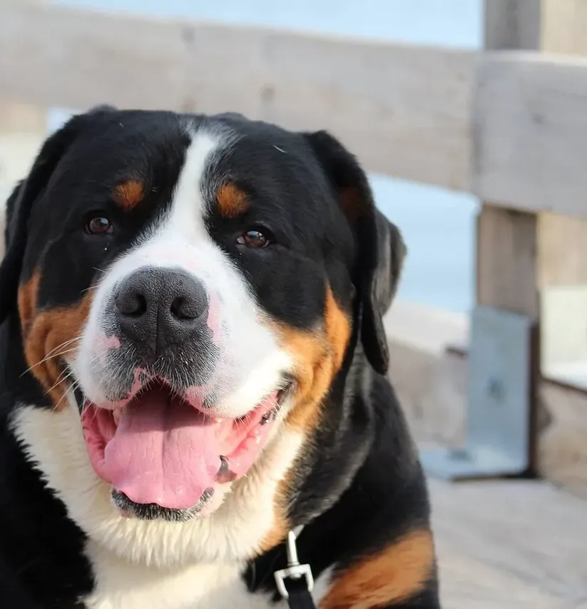 pedigree of amore's be my valentine, cropped