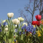 narcissus