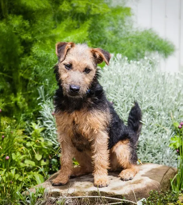 pedigree of mira the heir apparent, cropped