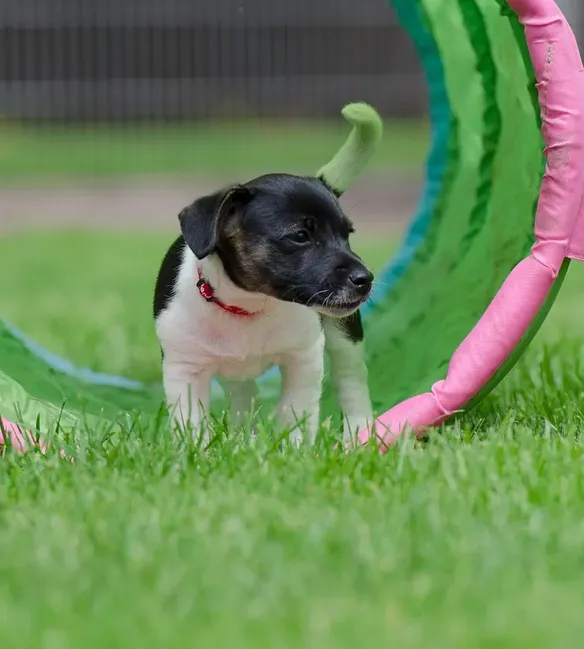 May 9, puppies with Keke on cushion