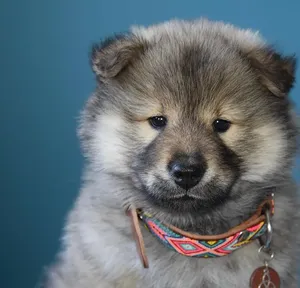 puppy 1a, cropped