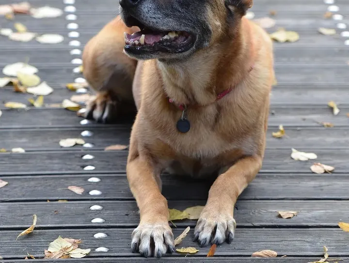 Lorenc's Crime Of The Century GCH cropped