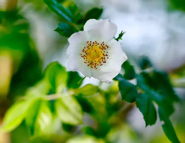 Salswift Cherokee Rose D'Amore CH-page-0