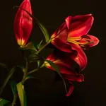 lilies