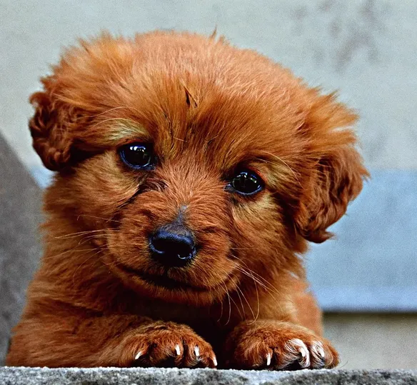 puppy 4, apr 17 cropped