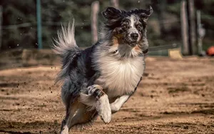 puppy 4b cropped