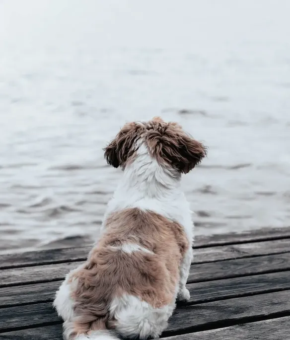 fawn dog, side shot