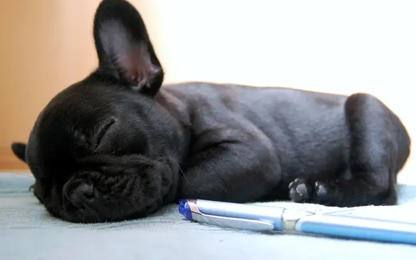 5 puppies sleeping cropped