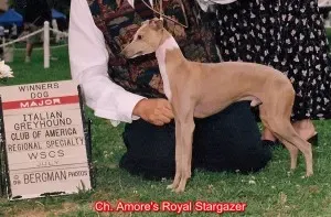 CH Amore's Royal Stargazer