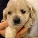 cosmo right 1 wk