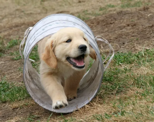 puppy 2, apr 17 cropped