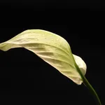 peace lily