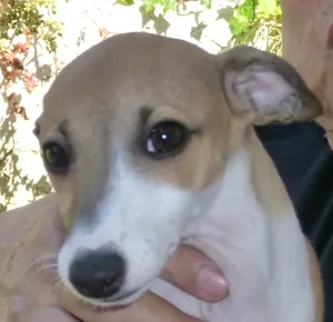 Gracie, closeup