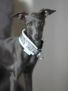 puppies, group feb 29