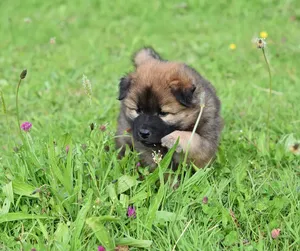 puppy 3a, cropped