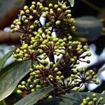 schefflera