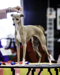 MBISS GCH Chaulait's Heart Of The Matter
