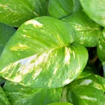 pothos