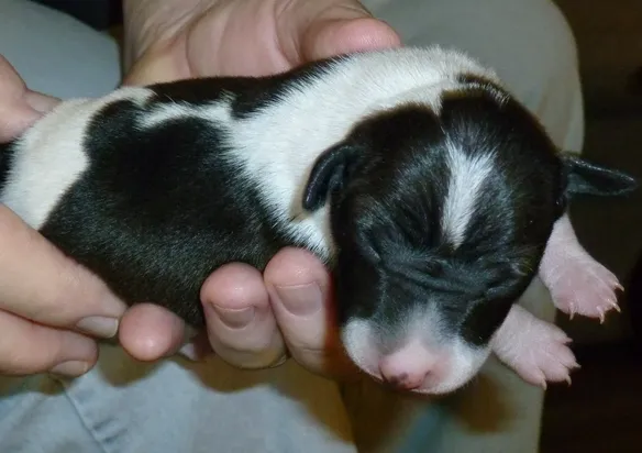 puppy 3, apr 17 cropped