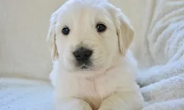 Keke and pups 1