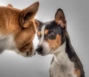 SAMSUNG CSC
