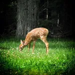 Fawn